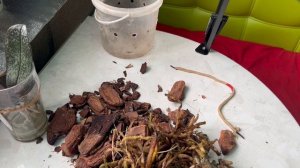 Хотела поместить орхидею в открытую систему, а пришлось отрезать все корни