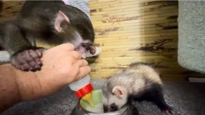 Анфиса от жадности готова лопнуть, но выпить все молоко, чтобы не дать Лорику)