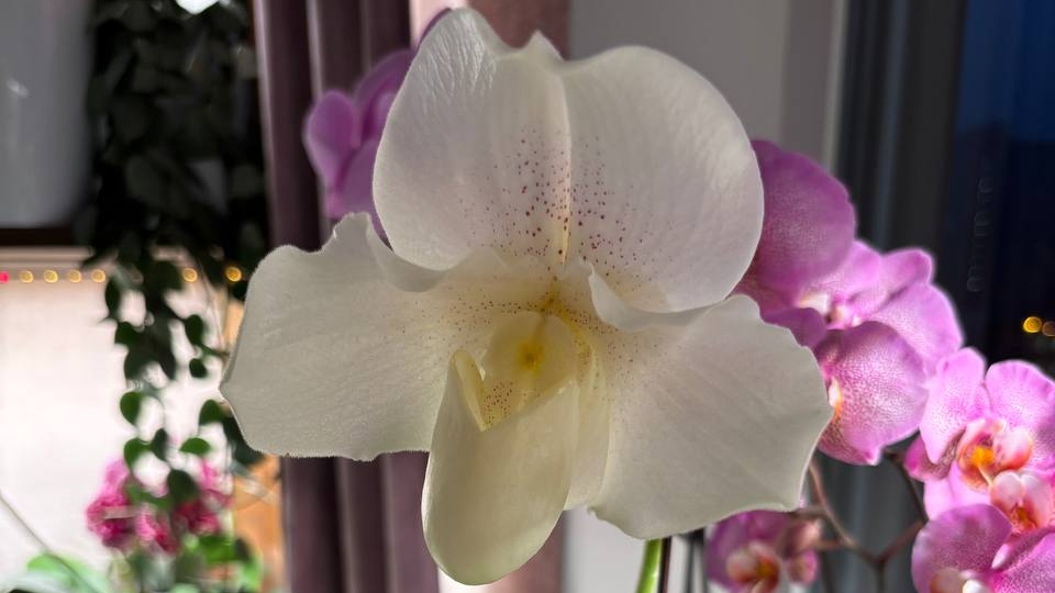 Мои любимые орхидеи смотреть онлайн