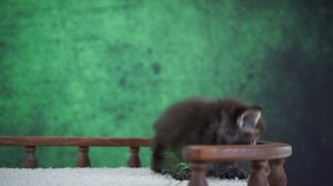 X-tream 1,5 месяца