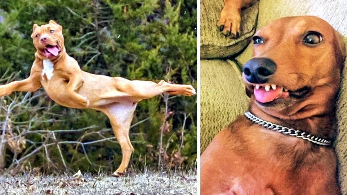 СМЕШНО ДО СЛЕЗ 😹😍 СМЕШНЫЕ СОБАКИ, ЛУЧШИЕ ПРИКОЛЫ С СОБАКАМИ, ЩЕНОЧКИ, ЖИВОТНЫЕ 🥰 смотреть онлайн