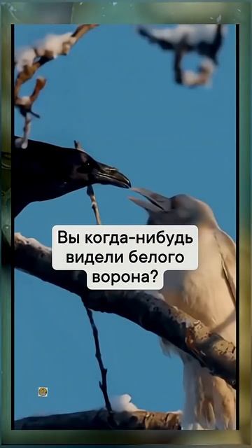 Белый ворон вкусно рецепты еда смотреть онлайн