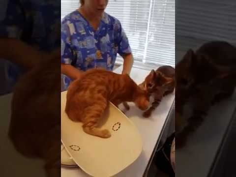 Домой, пора домой! смотреть онлайн