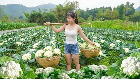 Пышный зелёный цветник Старушки с цветной капустой, собранный девочкой, — на продажу на рынке. смотреть онлайн