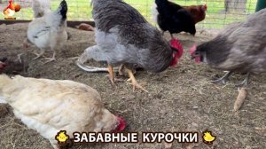 Забавные курочки несушки на сельском подворье 🤗😂😜 (64)
