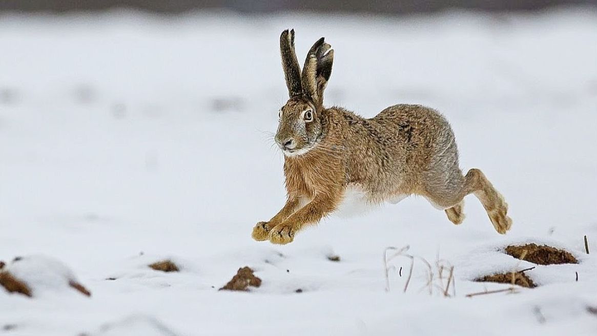 ОХОТА НА ЗАЙЦА. ТРОПЛЕНИЕ ЗАЙЦА ПО СВЕЖЕМУ СНЕГУ С ДВУСТВОЛКОЙ. Дедовское ружьё. смотреть онлайн