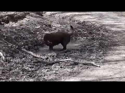 Способ релаксации у хвостатых! Как Вам? смотреть онлайн