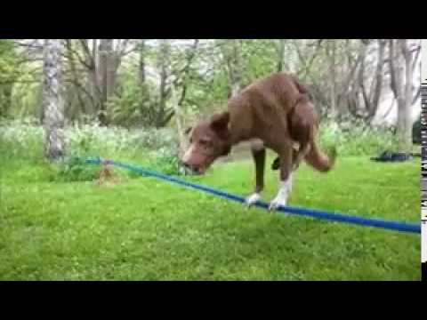 Собака циркач смотреть онлайн