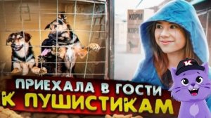 ПОКУПАЕМ ИГРУШКИ 🎄 , СЛАДОСТИ 🍪 И МНОГОЕ ДРУГОЕ В ПРИЮТ 🐶 ДЛЯ СОБАК - "КАМПУС"