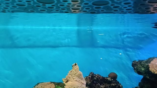 Очень странные рыбки в Ленинградском зоопарке.