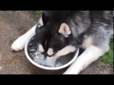 Удивительно! Пес изучает физическое явление...это надо видеть... смотреть онлайн