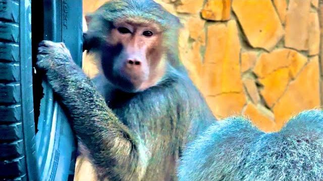 Да, Лида нас обманула, я думала что она ждет малыша,а она просто стала ОБЖОРОЙ вместе с Елисеем! смотреть онлайн