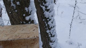 Ставлю капканы на куницу. 27 декабря 2025