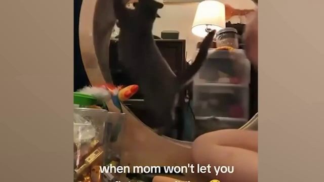 Приколы с Котами и Кошками-20 минут смеха с озвучкой😈СМЕШНОЕ ВИДЕО😈Наши любимые смешные животные! смотреть онлайн