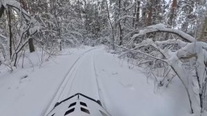 Прогулка по зимнему лесу