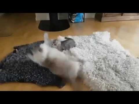 Кот каскадер! Не пропустите! смотреть онлайн