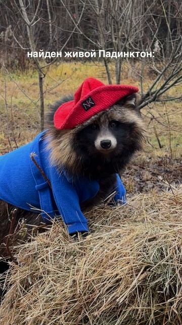 Живой Падинктон!