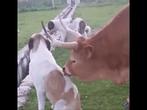 Невероятно! Новый способ умываться! смотреть онлайн