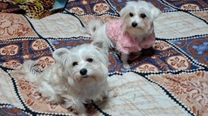 Так ли хороши неравный браки....