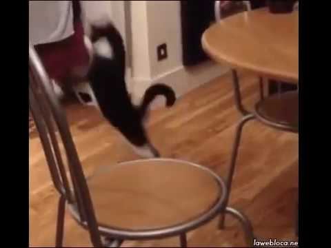 Кот выполняет домашнее задание по физкультуре... смотреть онлайн