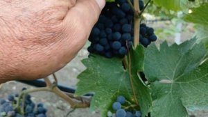 Виноград Каберне Кортис.