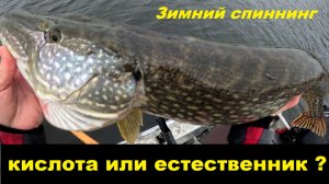 Цвет воблера по прозрачной воде.