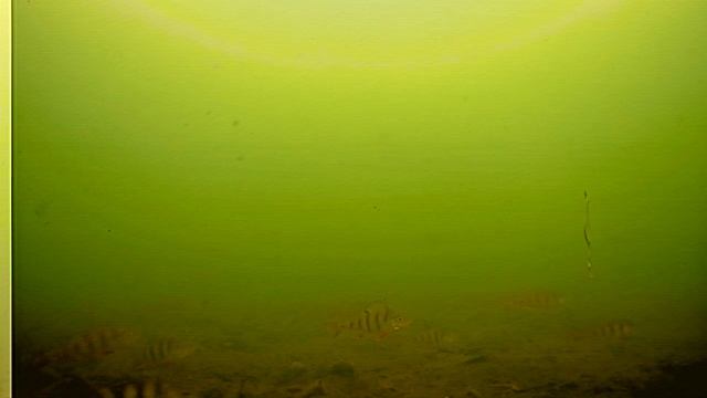 Полный игнор окуня )