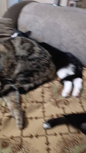 Малыши смотреть онлайн