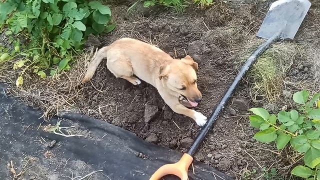 9,10 июня 2025г. Доделала курятник. смотреть онлайн