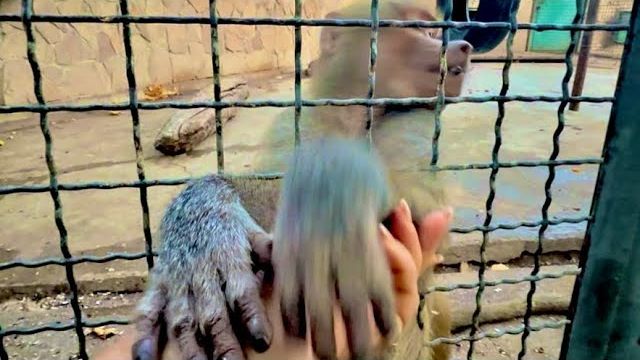 Если Люся действительно ЖДЕТ МАЛЫША, то папа Влад точно заберет ее в дом))) смотреть онлайн