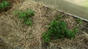 27 мая 2025г. Очень сильный ветер.