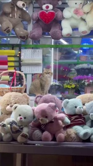 Продавец счастья