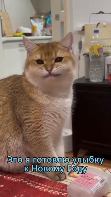 Готовимся улыбаться 😁 #мем #новыйгод смотреть онлайн