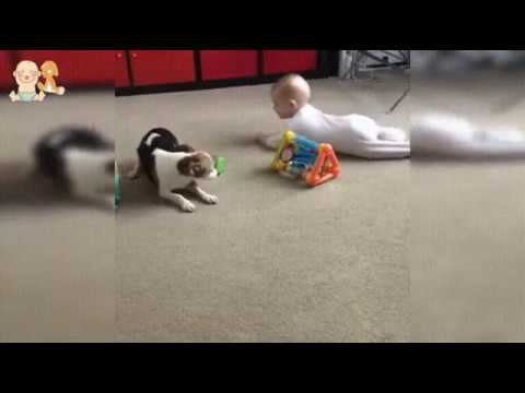 Пес - тренер! Повторяй за мной! смотреть онлайн