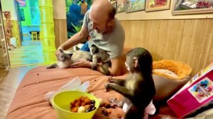 Всем ТАК ВЕСЕЛО, животные разных видов прекрасно играют и кушают вместе,вот бы у людей было бы также