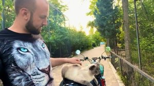 Наши коты Басик  и Мона САМЫЕ УМНЫЕ на свете)))