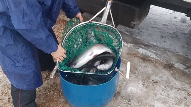 Forest Fishing 27.12.25