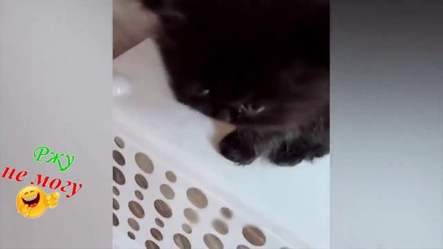 Смотрите популярные видео от приколы с животными... смотреть онлайн