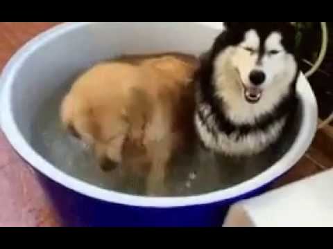 Уроки плавания смотреть онлайн