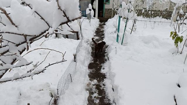 Киску Пятницу замело снегом к вечеру спасли смотреть онлайн