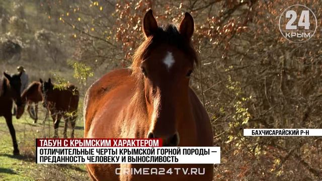 Породу лошадей, которая исчезла в XIX веке, возрождают в Крыму смотреть онлайн