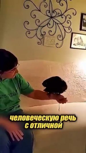 Ворон - удивительная птица ❤️ #shorts