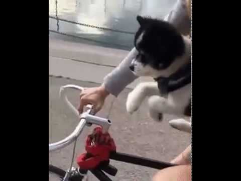 Я буду долго гнать велосипед... смотреть онлайн