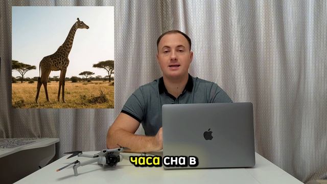 Сколько спит жираф