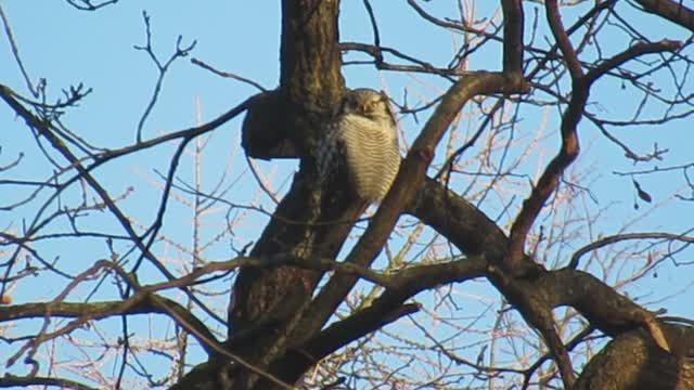 Сова на верхушке дерева. Фотографы караулят ястребиную сову смотреть онлайн