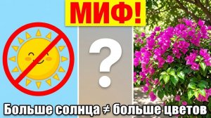 Бугенвиллия любит солнце — почему это не совсем так
