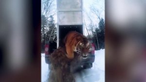 В Приморье в тайгу вернули тигра, который не давал покоя жителям Хасанского района.