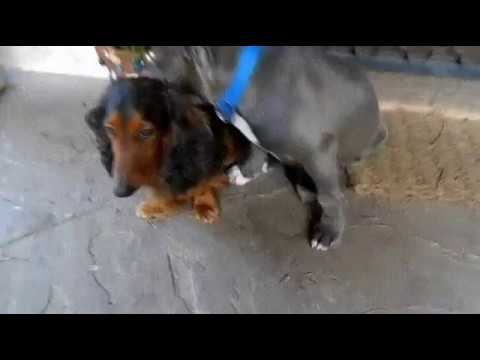 Невероятно! Чувство вины у собаки! -Это не я! смотреть онлайн