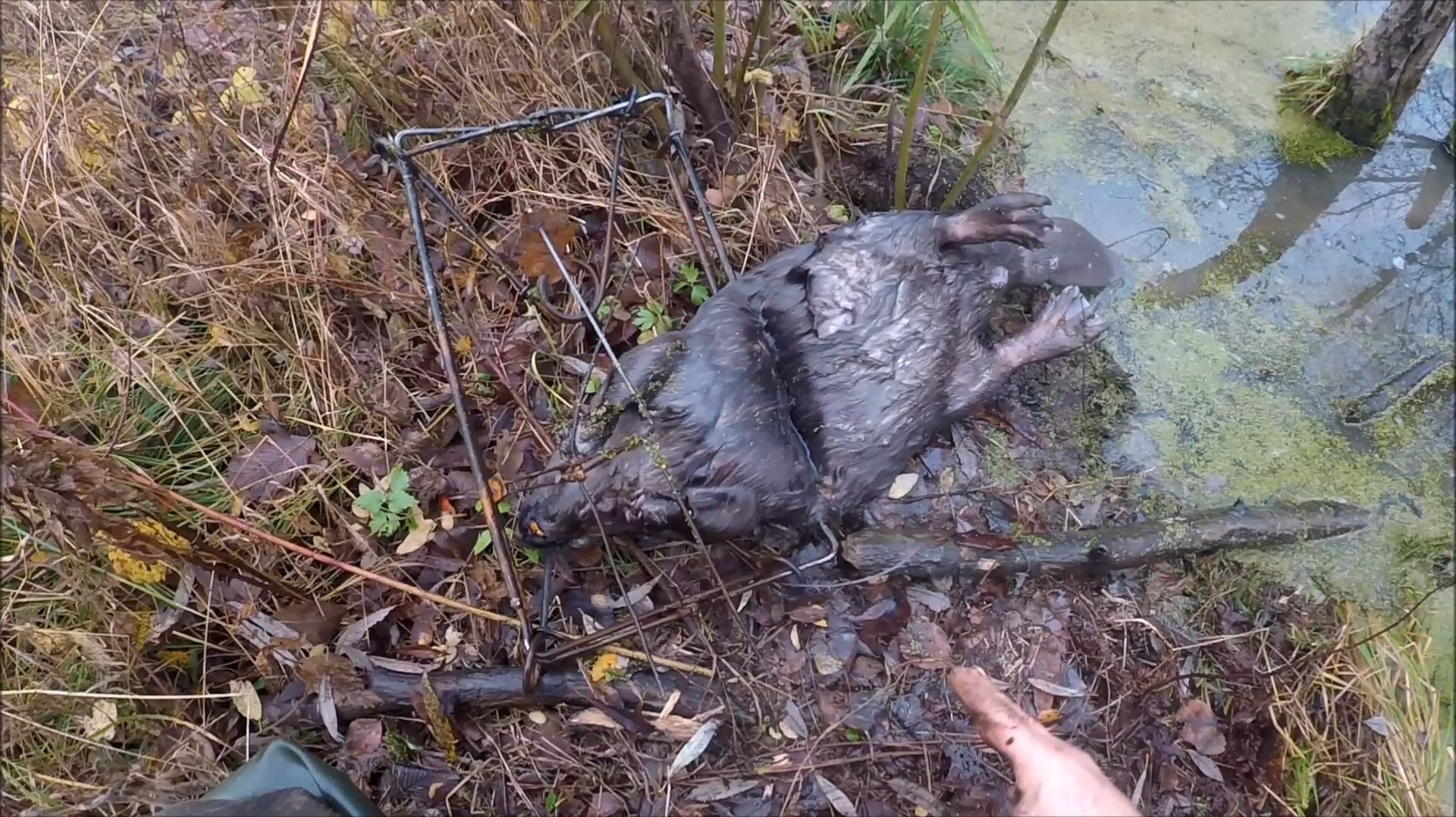 Охота на бобра. Очередной бобр (Будни охотника и рыбака) смотреть онлайн