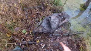 Охота на бобра. Очередной бобр (Будни охотника и рыбака)